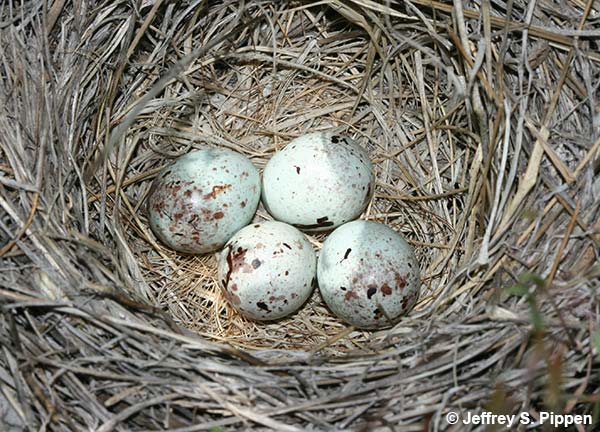 Vesper Sparrow (Pooecetes gramineus)