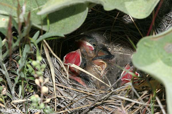 Vesper Sparrow (Pooecetes gramineus)