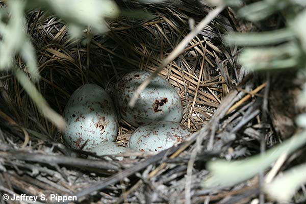 Vesper Sparrow (Pooecetes gramineus)