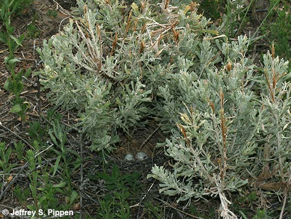 Vesper Sparrow (Pooecetes gramineus)