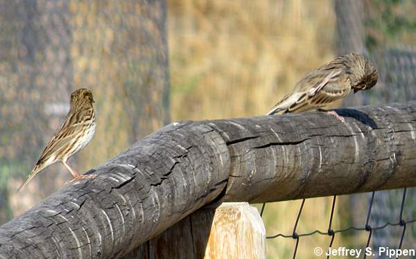 Vesper Sparrow (Pooecetes gramineus)
