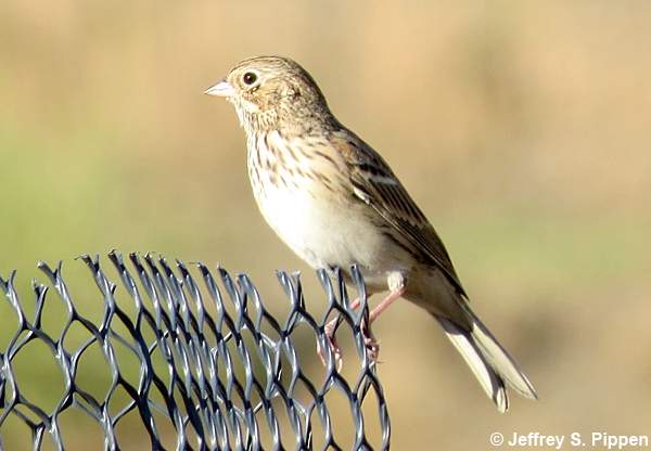 Vesper Sparrow (Pooecetes gramineus)