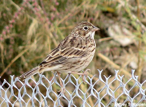 Vesper Sparrow (Pooecetes gramineus)