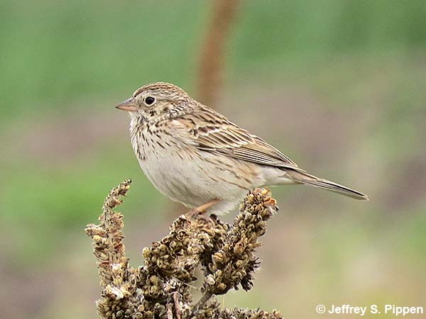Vesper Sparrow (Pooecetes gramineus)