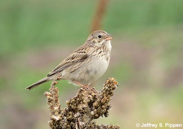 Vesper Sparrow (Pooecetes gramineus)