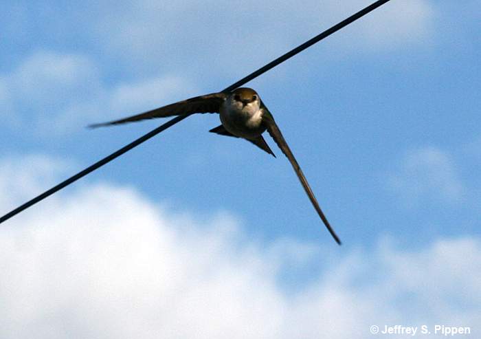Violet-green Swallow (Tachycineta thalassina)