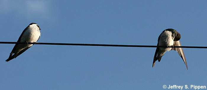 Violet-green Swallow (Tachycineta thalassina)