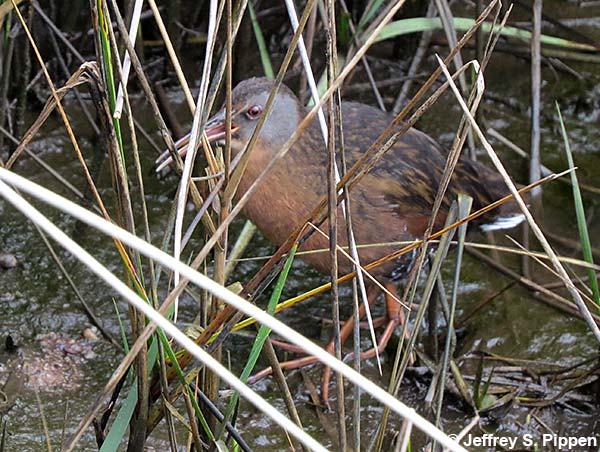 Virginia Rail (Rallus limicola)