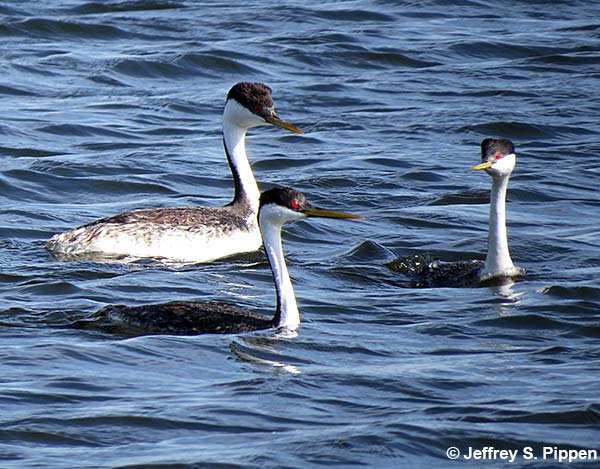 Western Grebe (Aechmophorus occidentalis)