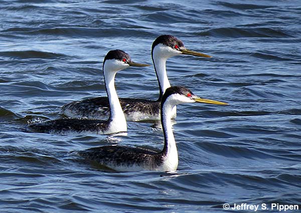 Western Grebe (Aechmophorus occidentalis)