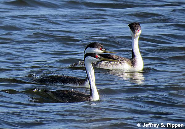 Western Grebe (Aechmophorus occidentalis)