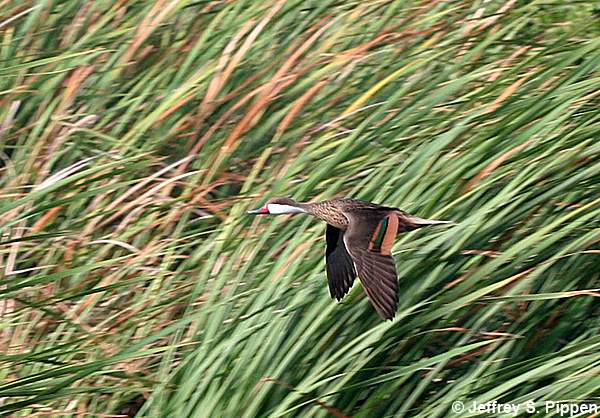 White-cheeked Pintail (Anas bahamensis)