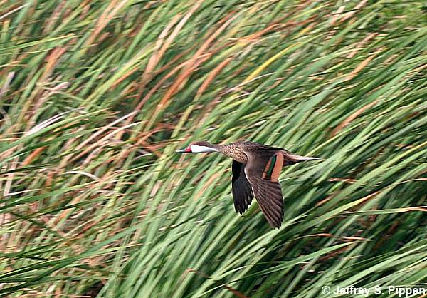 White-cheeked Pintail (Anas bahamensis)