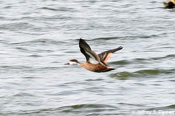 White-cheeked Pintail (Anas bahamensis)