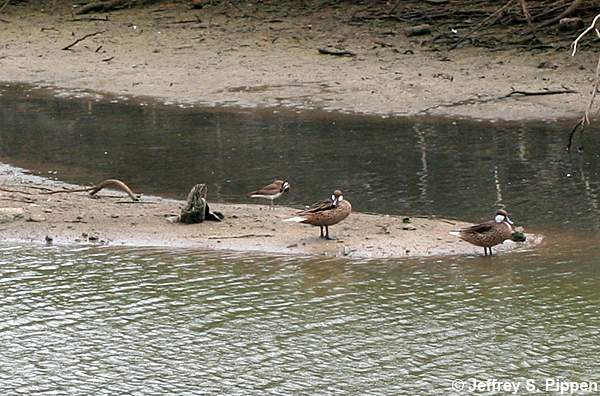 White-cheeked Pintail (Anas bahamensis)