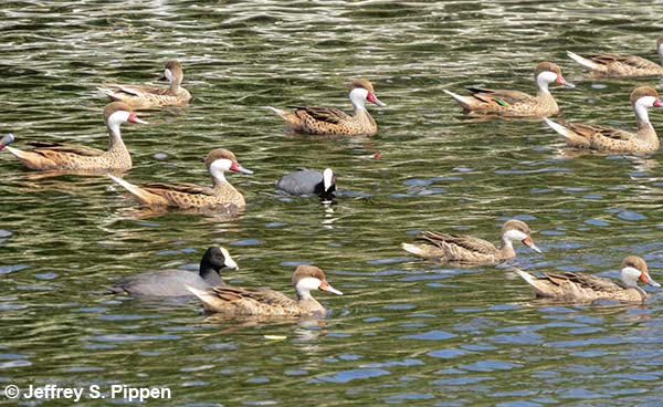 White-cheeked Pintail (Anas bahamensis)