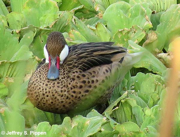 White-cheeked Pintail (Anas bahamensis)