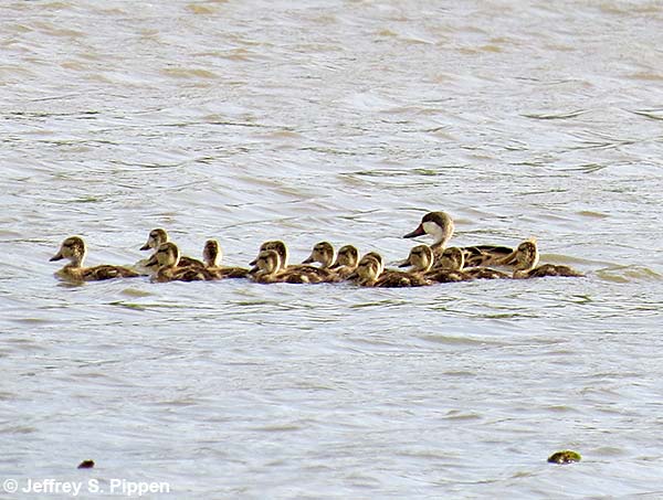 White-cheeked Pintail (Anas bahamensis)