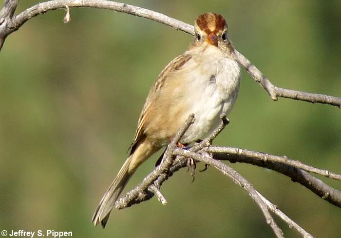 White-crowned Sparrow (Zonotrichia leucophrys)
