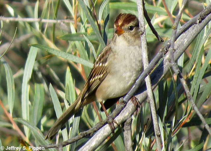 White-crowned Sparrow (Zonotrichia leucophrys)