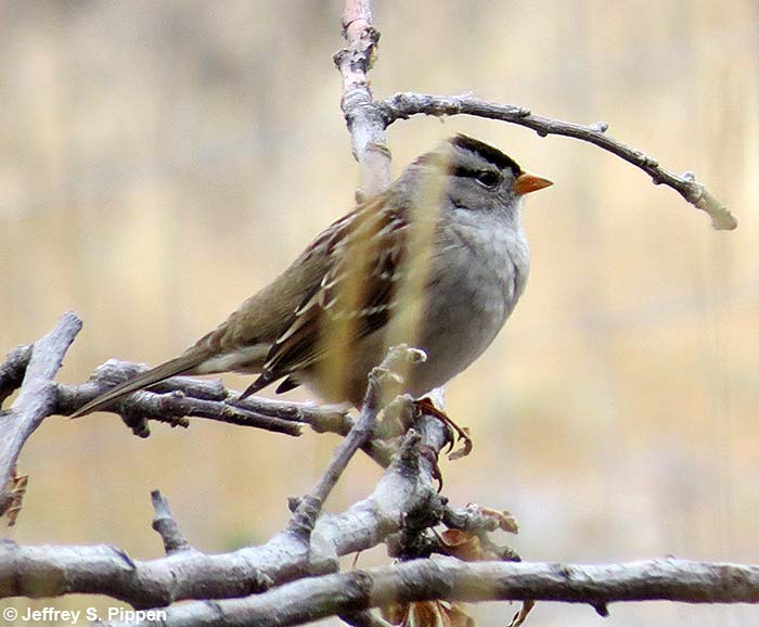 White-crowned Sparrow (Zonotrichia leucophrys)