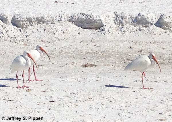 White Ibis (Eudocimus albus)