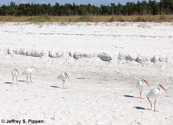 White Ibis (Eudocimus albus)