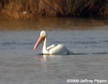 American White Pelican (Pelecanus erythrorhynchos)