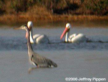 American White Pelican (Pelecanus erythrorhynchos)