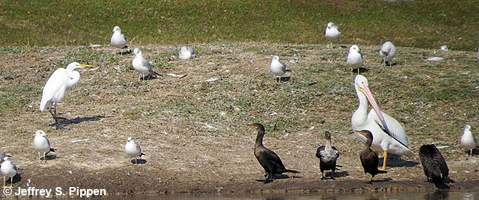 American White Pelican (Pelecanus erythrorhynchos)