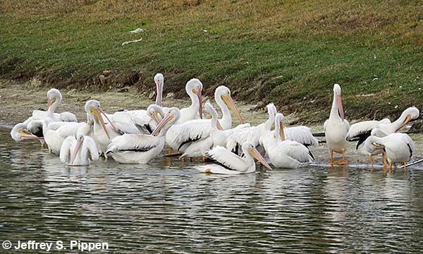American White Pelican (Pelecanus erythrorhynchos)