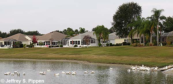 American White Pelican (Pelecanus erythrorhynchos)