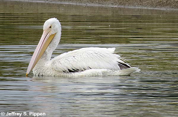 American White Pelican (Pelecanus erythrorhynchos)