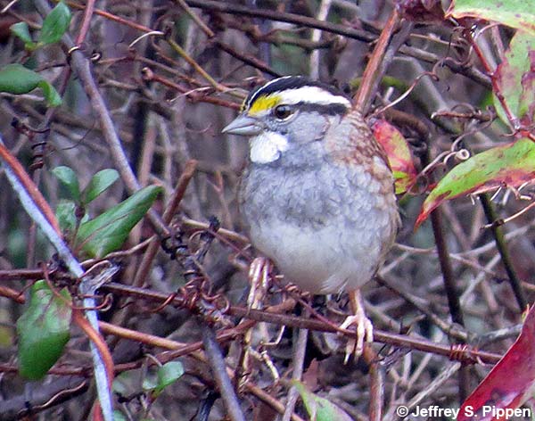 White-throated Sparrow (Zonotrichia albicollis)