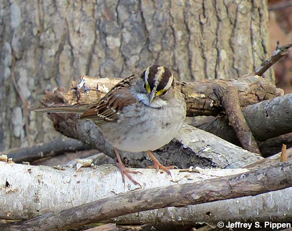 White-throated Sparrow (Zonotrichia albicollis)