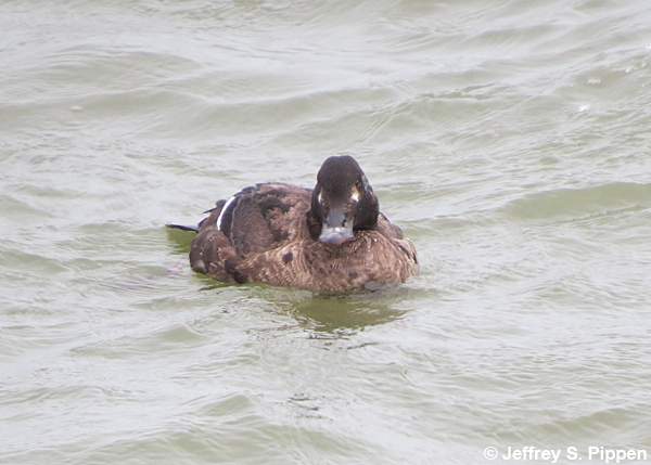 White-winged Scoter (Melanitta fusca)