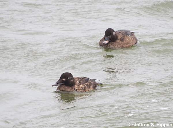 White-winged Scoter (Melanitta fusca)