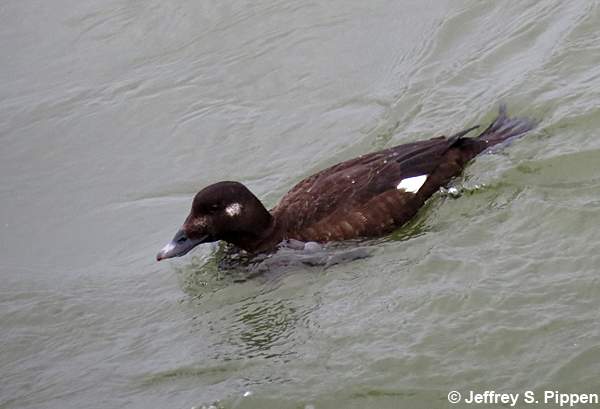 White-winged Scoter (Melanitta fusca)