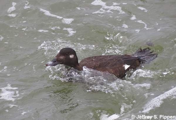 White-winged Scoter (Melanitta fusca)