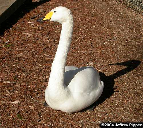 Whooper Swan (Cygnus cygnus)