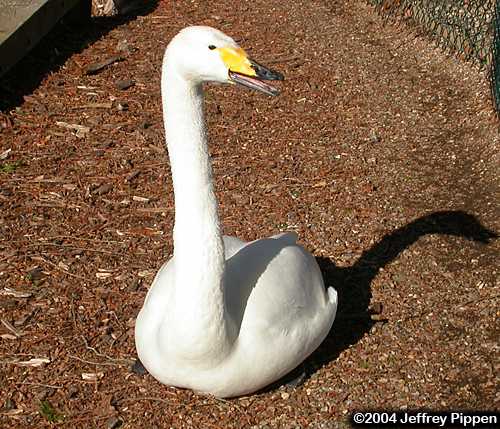 Whooper Swan (Cygnus cygnus)