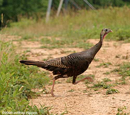 Wild Turkey (Meleagris gallopavo)