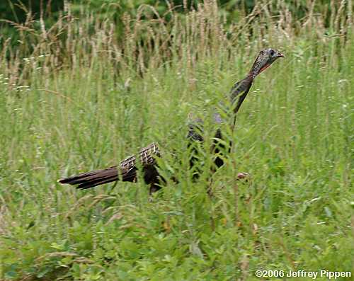 Wild Turkey (Meleagris gallopavo)
