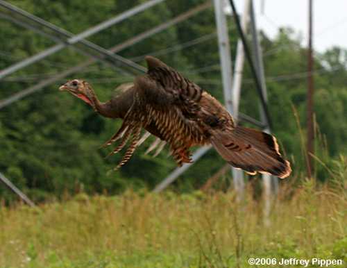 Wild Turkey (Meleagris gallopavo)