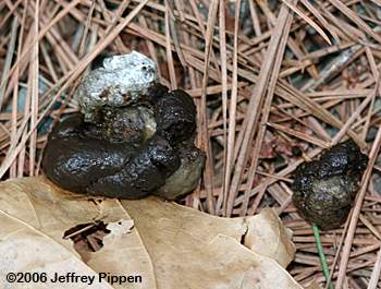 Wild Turkey (Meleagris gallopavo) scat