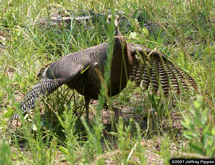 Wild Turkey (Meleagris gallopavo)