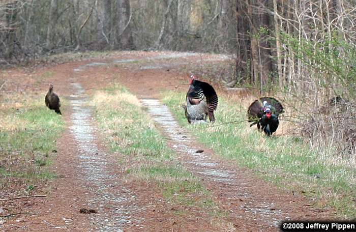 Wild Turkey (Meleagris gallopavo)