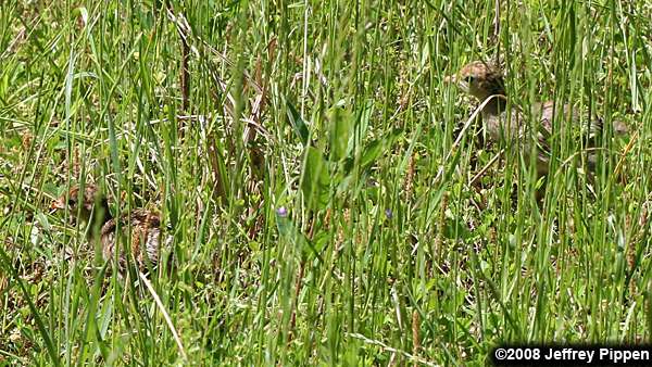 Wild Turkey (Meleagris gallopavo)