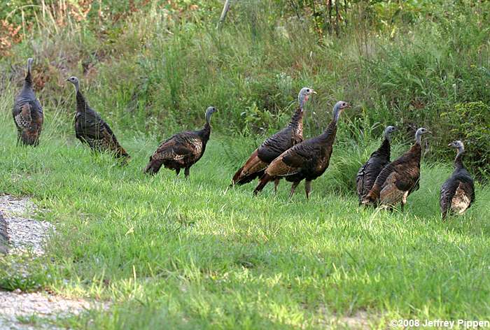 Wild Turkey (Meleagris gallopavo)