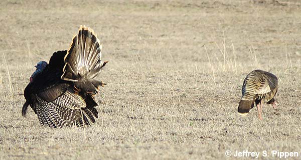 Wild Turkey (Meleagris gallopavo)
